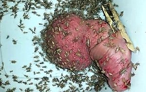 Creature comfort cricket tub