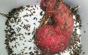 Creature comfort cricket tub