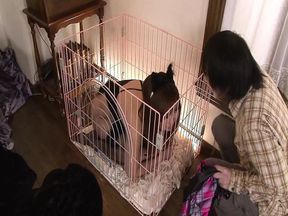 Sex Vacation In Tokyo With A Kinky Teen Uncensored # 2 -