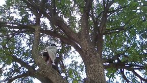Mango tree and boy !