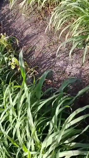 The beautiful sister-in-law of the desi village is yearning for sex with her slender waist in the field with her finge&hellip;   Clip 1