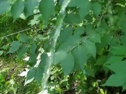 Peeing in public on tree