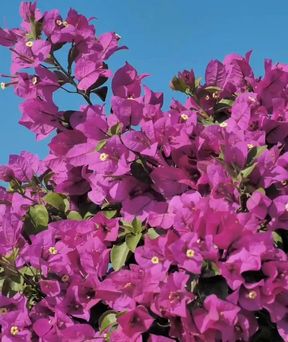 Rashmi srivastava indian irl randi rashmi srivastava