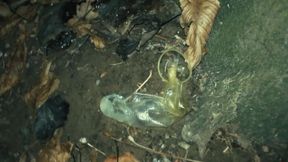 Middle East Guy Cums on Used Condom Thrown Out