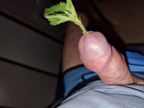 I burn my cock and balls with nettles.