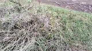 Indian big cock man amateur bareback anal jungle kissing