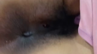 Llenando el coño de la&nbsp;caliente todos los días que sus padres se van a trabajar