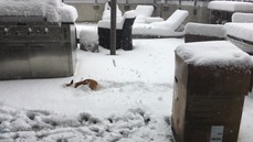 Islay In The Snow