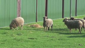 German big boobs GilfMilf