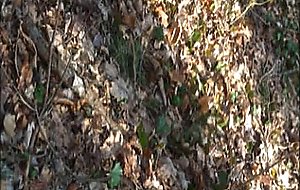 Sex in the wood - cindie paradis