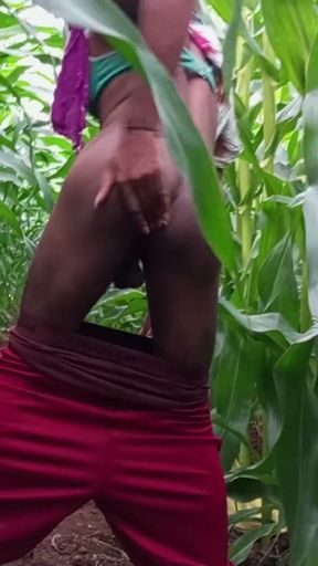 College Desi eunuch has a lot of fun in the corn cob field at dusk   Clip 1