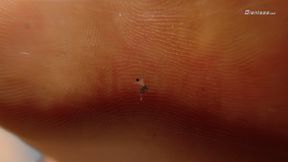 Giantess Ella - Shrunken Micro Sized Husband