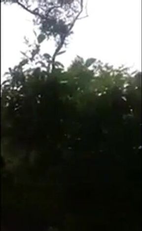 Big-Cock Latino Public Forest Masturbation Solo