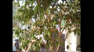 минет, үштік, блять, киска жеу – Жетілген боялған шашқа арналған анальді үштік МИЛФ қыз