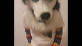 cute femboy doggo jumping on a ball with a little