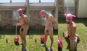Helium Pumped Gay Pig Belly Bursting Solo