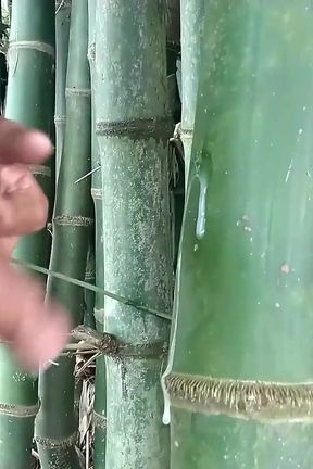 Indian Boy Cumming on Bamboo,handjob Cumshot