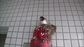 Kokomi Sakura's Car Seduction - Long-Haired Redhead Tempts Passionately