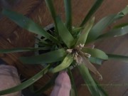 AJ Request Pissing on house plants Thanks AJ