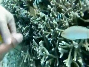 18: fish eat cums in ocean
