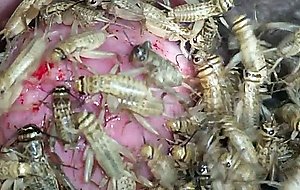 Crickets at the head