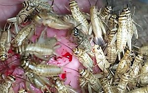 Crickets at the head