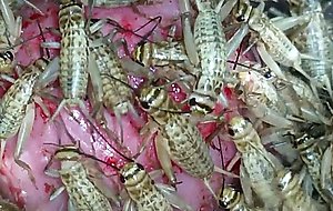 Crickets at the head