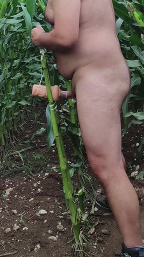 Outside i Fuck my Sex Toy in Corn Field
