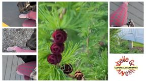 ASMR Outdoors Nature Edition Finding Mini Pine Cones Brown and Red