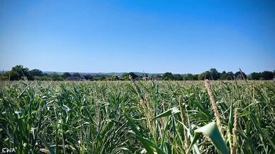 Farmer teases in the cornfield all cum no porn