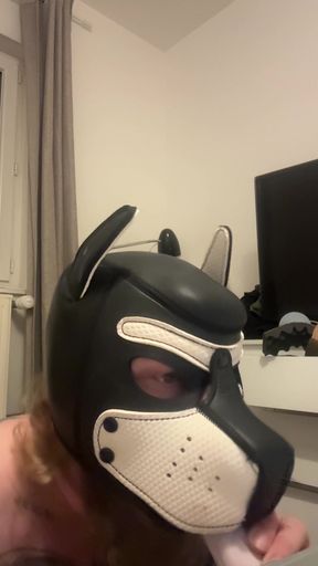 Alex's dog obeys and sucks