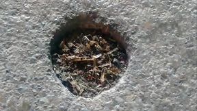 Fam&iacute_lia de formigas transando ao som de globo rural