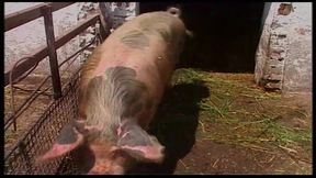 Vintage Blonde MILF Ravished in Barn and Outdoors