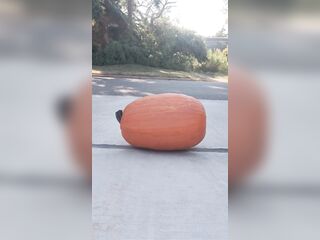 Stomping out and smashing a entire pumpkin with my barefeet