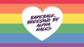 ** Bareback BREEDING by hot Alpha males **