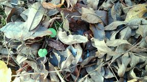 Outdoor Cumshot on Dry Leaves ( Autumn Outdoor )
