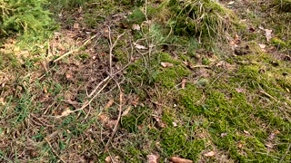 Naked tits beeing slapped on hunting stand