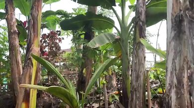 Pick papaya leaves in the garden hot sex hd solo female cum