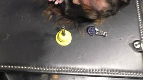 The new Mina Moreno "Ring the Bells" Challenge live from BoundCon 2025 - The Final Game - Part 2 wmv HD
