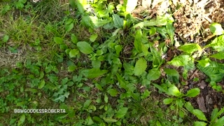 I walk barefoot in the grass in public and show you my dirty soles