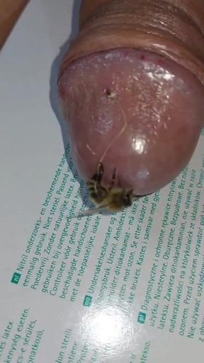 Bizarre cbt insertion bdsm pervers