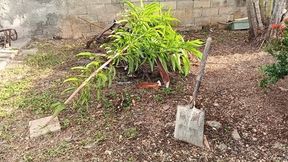 I spent the afternoon scratching my feet while pruning the bush around my house (3)