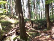 Nude walk around a public Campfire, risky tour on a forestpath, and cum