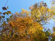 Golden Shower PEE during Golden Autumn LEAF FALL