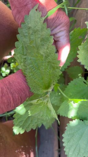 Nettle