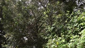 Tattooed Stud Pounds Two Inked Sluts with Massive Fake Tits Hard Anal and to Squirt Facials!