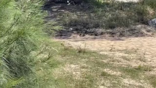 Outdoor Pissing Swimming and Nude Hiking