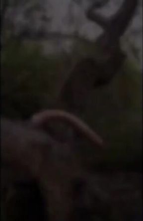 Outdoor Anal Fun with Sex Toys for Amateur Bear Couple