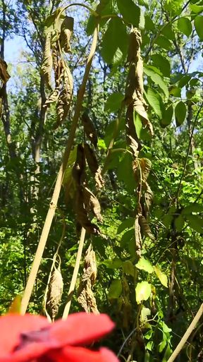 Stunning moment from &quot;Mesmeriza compilation 13 Dream Island&quot;