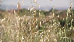 Andrea Dipre's balls kicked in the country